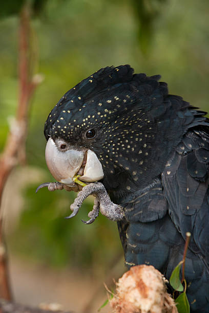 istock Red-tailed black cockatoo 517382153