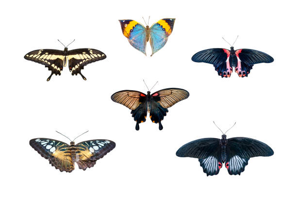 Six butterflies isolated on white background