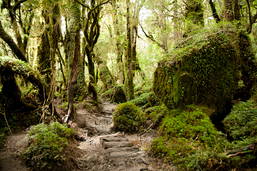 Enchanted bosque-Queulat Parque Nacional-Chile photo