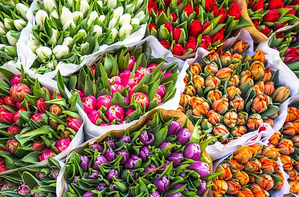 Photo of Tulips for sale