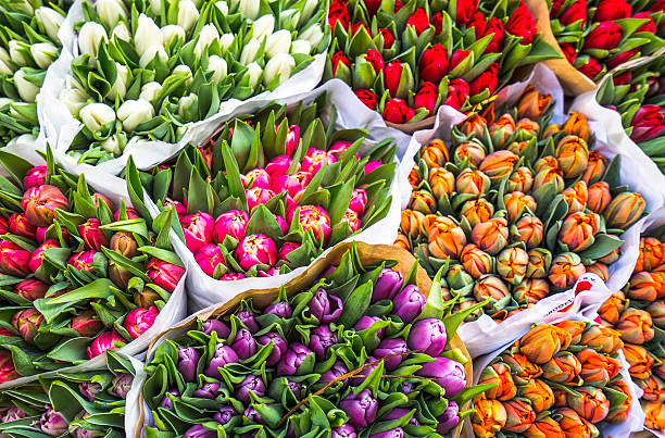 tulipany na sprzedaż - flower market zdjęcia i obrazy z banku zdjęć