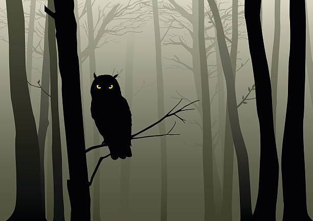 illustrazioni stock, clip art, cartoni animati e icone di tendenza di gufo nella nebbia bosco - owl