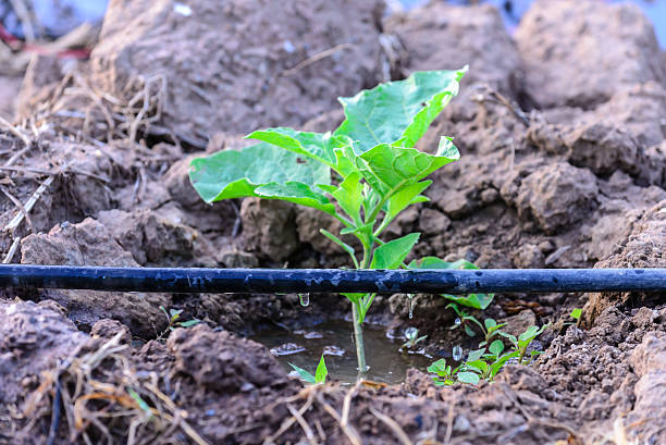 istock Water irrigation system on eggplant plantation. 517382520