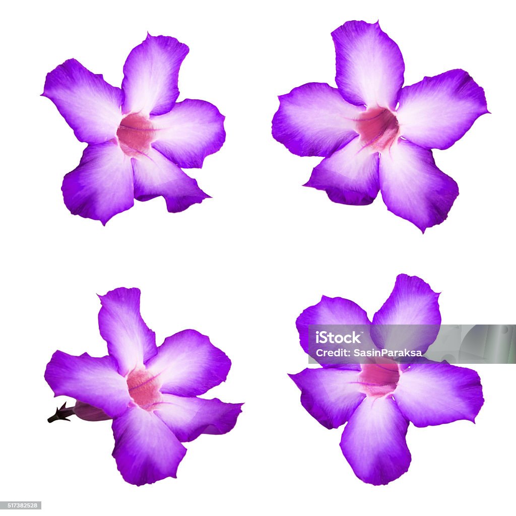 Violeta Desierto De Rosa Flores Aislado Sobre Fondo Blanco Foto de stock y más banco de imágenes de Abierto - iStock Violeta Desierto De Rosa Flores Aislado Sobre Fondo Blanco Foto de stock y más banco de imágenes de Abierto - iStock
