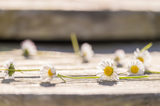 Daisy Chain on a wooden table taken in bright sunlight, selective focus on foreground daisy
