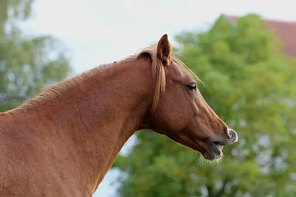 Portrait of a Pony, flehmen response