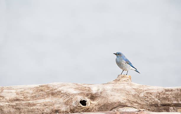 istock Male Mountain Bluebird 517382644
