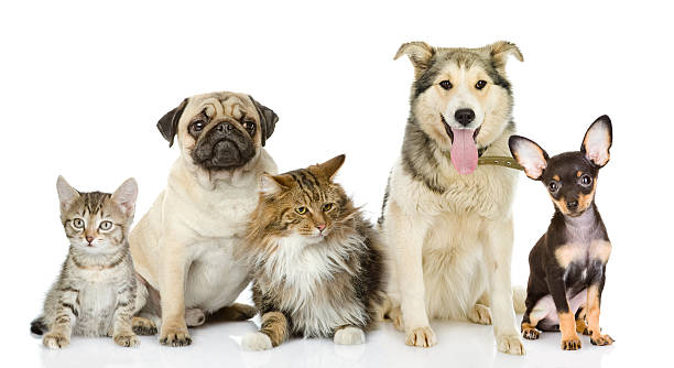 groupe de chats et de chiens de avant. regardant caméra. - dog mixed breed dog group of animals small photos et images de collection