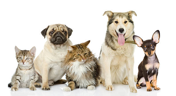 Group of cats and dogs in front. looking at camera.
