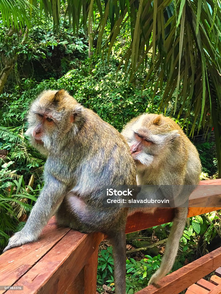 Couple of monkeys in the green forest Couple of monkeys in the green forest, Bali, Indonesia Animal Stock Photo