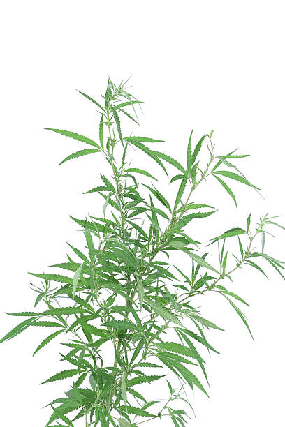 istock Young new growing cannabis plant. 517396099