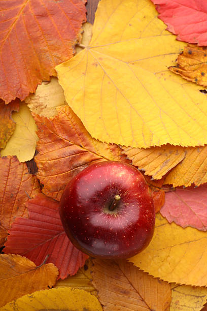 istock Apple over autumn leaves 517396953