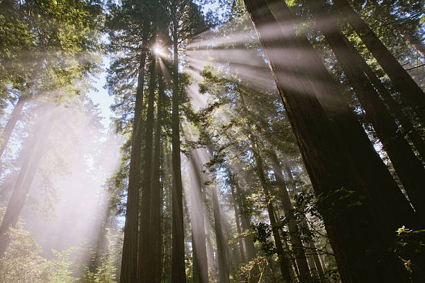 istock Sunrays through the forest in lady bird Johnson grove 517397141