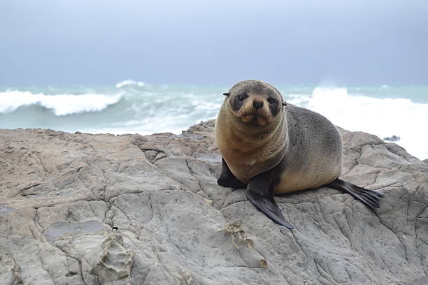 istock New Zealand Wildlife 517397971