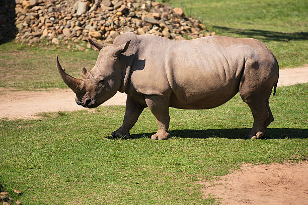 istock Rhino in the park zoo. 517398015