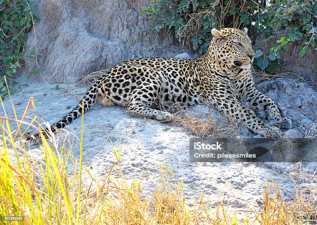Afternoon repose, Botswana A male leopard rests in the shade of a termite mound following a feast in the Okavango Delta, Botswana, Africa Africa Stock Photo