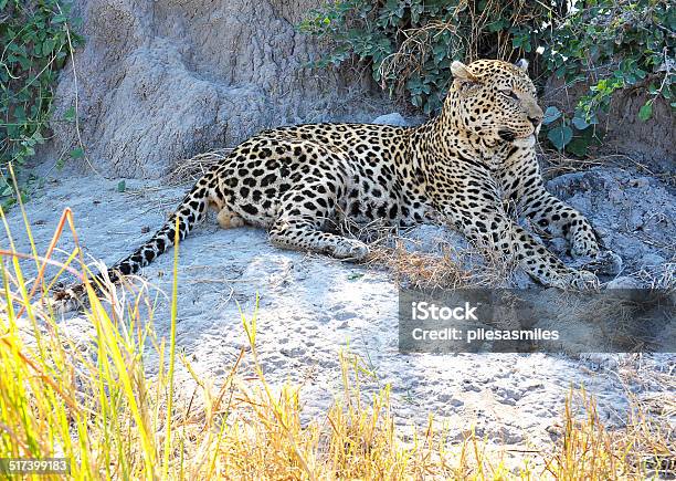 Afternoon Repose Botswana Stock Photo - Download Image Now - Africa, Animal Hair, Animal Markings