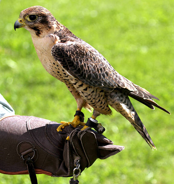 istock Peregrine Falcon perched on protective glove Falconer during a d 517399491