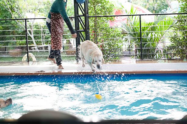 istock labrador at a local public pool 517399665