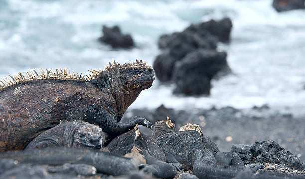 istock Galapagos Marine Iguanas 517400221