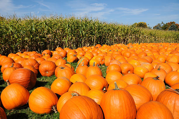 pumpkins in market stock photo