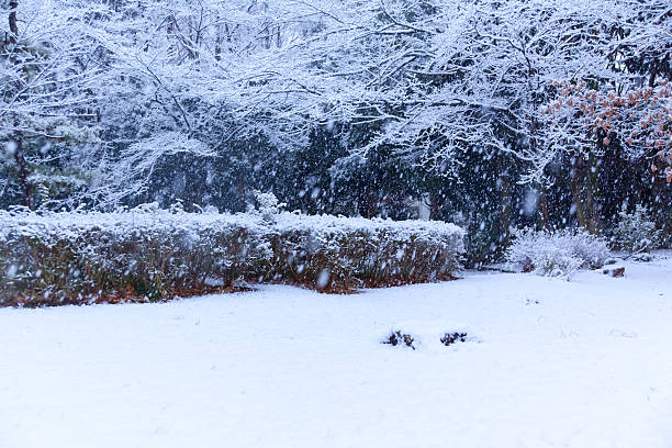 istock Snow, snow scene, covered with snow in Japan 517401099
