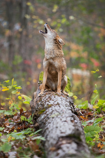 Howling coyote atop a fallen tree surrounded by Autumn foliage.