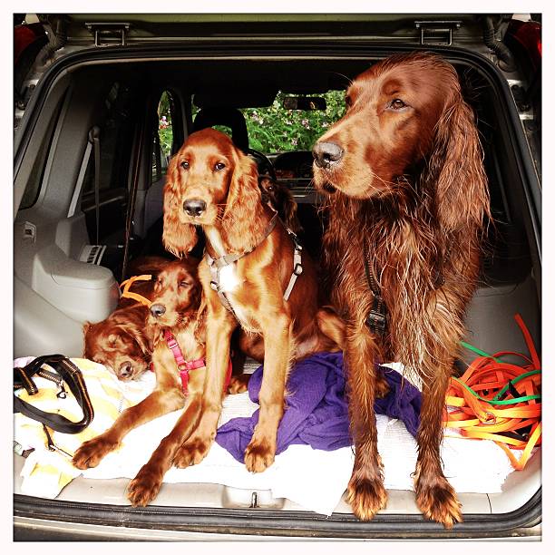 istock Irish Setter dog family 517401961