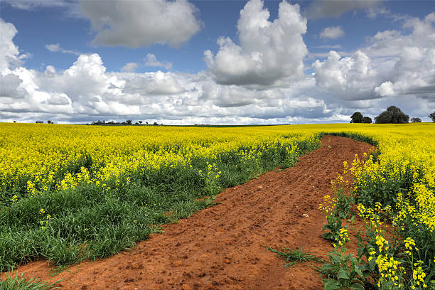 Growing Canola Fields A farm of Canola in flower.   The rich red soils of the region help produce the finest canola in the country. cowra stock pictures, royalty-free photos & images