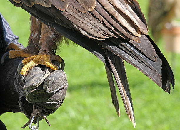 istock Falconer trainer with a long Eagle claws on protective glove 517402741
