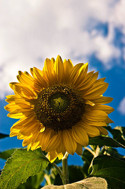 Sunflower stock photo