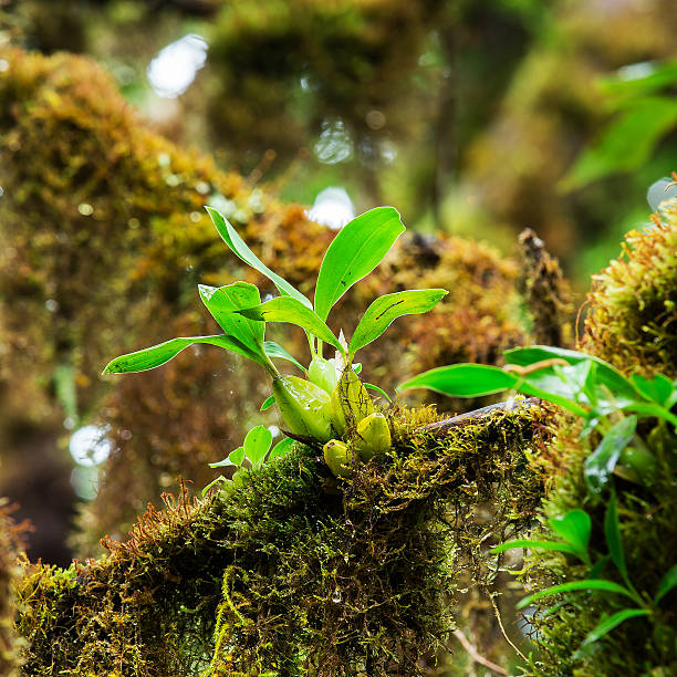 istock Integrity of the forest 517403535