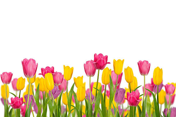 istock Color Spring tulips isolated on white background. 517406678