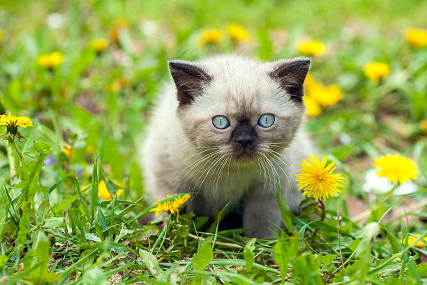 istock Little kitten walking in dandelion lawn 517406806