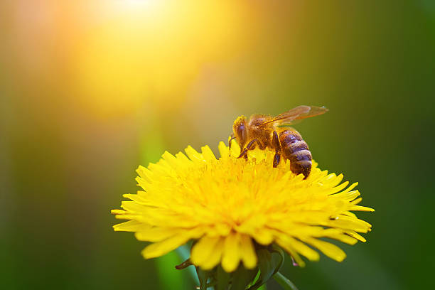 Close up bee on a yellow dandelion.