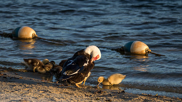 Muscovy Duck With Ducklings, Lake at The Hammocks, Kendall, Flor Muscovy Duck (Cairina moschata) With Ducklings, Lake at The Hammocks, Kendall, Florida kendall stock pictures, royalty-free photos & images