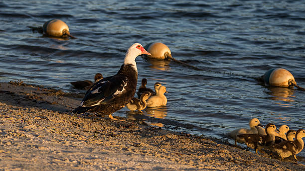 Muscovy Duck With Ducklings, Lake at The Hammocks, Kendall, Flor Muscovy Duck (Cairina moschata) With Ducklings, Lake at The Hammocks, Kendall, Florida kendall stock pictures, royalty-free photos & images