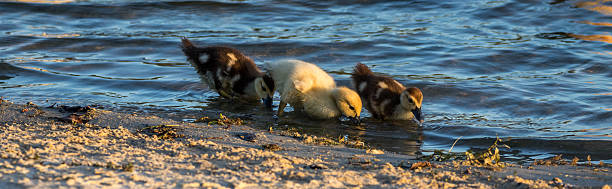 Muscovy Ducklings, Lake at The Hammocks, Kendall, Florida Muscovy Ducklings (Cairina moschata), Lake at The Hammocks, Kendall, Florida kendall stock pictures, royalty-free photos & images