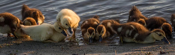 Muscovy Ducklings, Lake at The Hammocks, Kendall, Florida Muscovy Ducklings (Cairina moschata), Lake at The Hammocks, Kendall, Florida kendall stock pictures, royalty-free photos & images