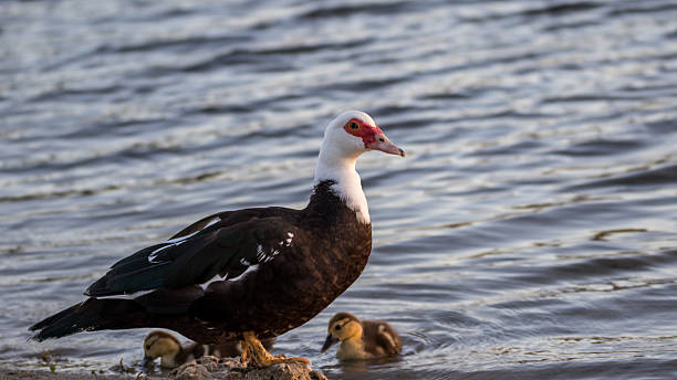 Muscovy Duck With Ducklings, Lake at The Hammocks, Kendall, Flor Muscovy Duck (Cairina moschata) With Ducklings, Lake at The Hammocks, Kendall, Florida kendall stock pictures, royalty-free photos & images