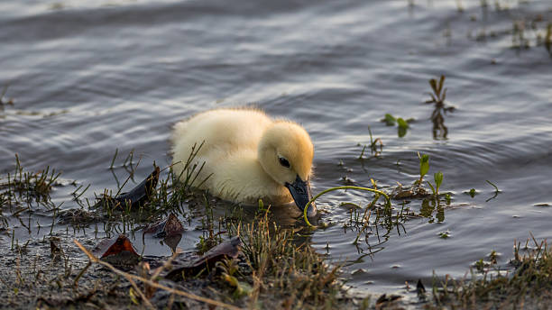 Muscovy Duckling, Lake at The Hammocks, Kendall, Florida Muscovy Duckling (Cairina moschata), Lake at The Hammocks, Kendall, Florida kendall stock pictures, royalty-free photos & images