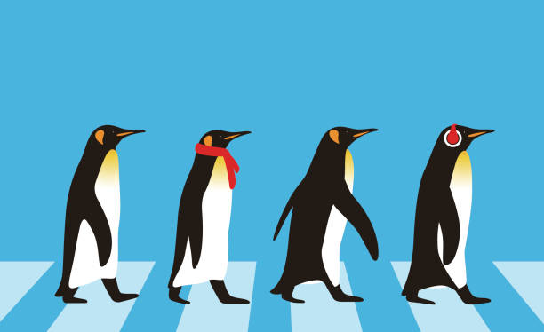 könig pinguin gehen, pinguin samen serie - penguin stock-grafiken, -clipart, -cartoons und -symbole