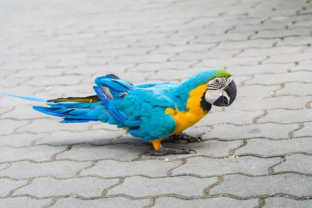 Photo of Macaw parrot Beautiful colour