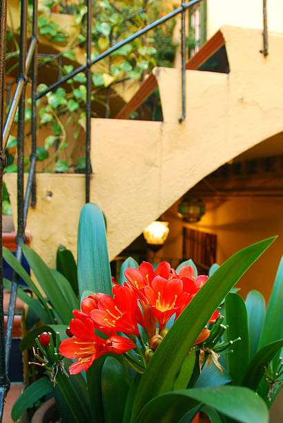 istock Red flowering Clivia in front of a staircase 517411780