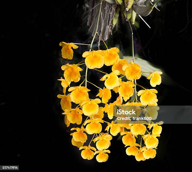 Beautiful Wild Flower Orchiddendrobium Lindleyi Steud Rare Spe Stock Photo - Download Image Now