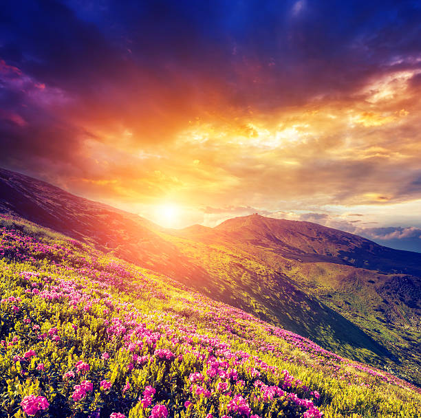 fantástico flores cor de rosa - mountain sunset heaven flower imagens e fotografias de stock