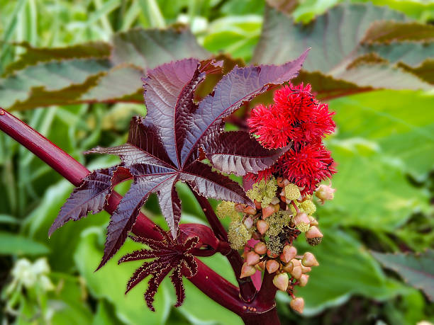 istock Garden flowers in spring 517414134