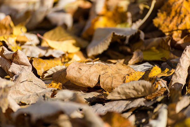 Background of Autumn Colorful Yellow Leaves stock photo