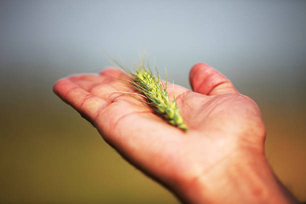 ręka człowieka o surowej kolczasty pszenicy - wheat winter wheat cereal plant spiked zdjęcia i obrazy z banku zdjęć