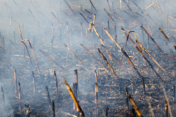 Fire in the Cornfield After Harvest. stock photo